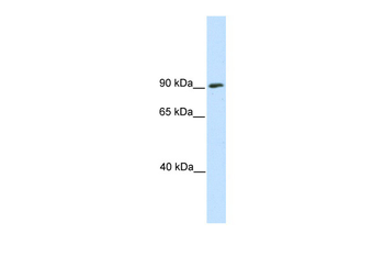 SREBF1 Rabbit Polyclonal Antibody