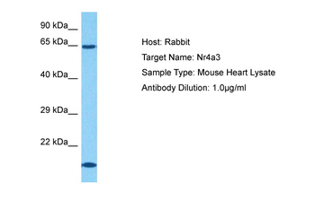 Nr4a3 Rabbit Polyclonal Antibody