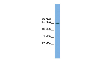 Nr4a3 Rabbit Polyclonal Antibody