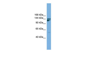 Mybbp1a Rabbit Polyclonal Antibody