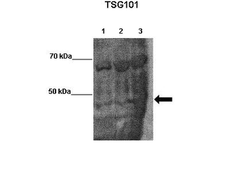 TSG101 Rabbit Polyclonal Antibody