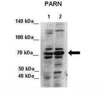 PARN Rabbit Polyclonal Antibody