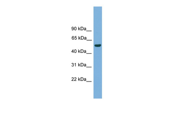 Onecut3 Rabbit Polyclonal Antibody