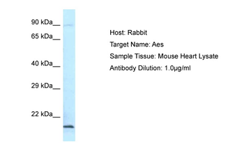 Aes Rabbit Polyclonal Antibody