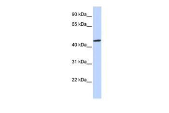 ZNF239 Rabbit Polyclonal Antibody