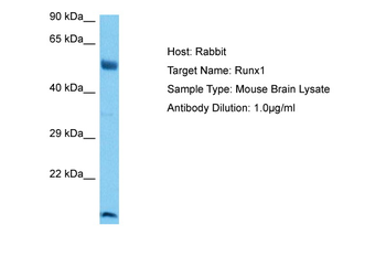 RUNX1 Rabbit Polyclonal Antibody