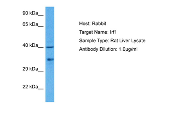 IRF1 Rabbit Polyclonal Antibody
