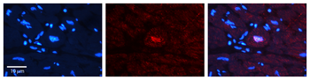 JUNB Rabbit Polyclonal Antibody