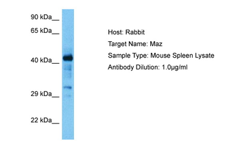 MAZ Rabbit Polyclonal Antibody