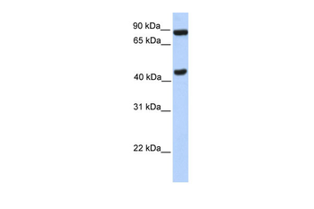 NPAS2 Rabbit Polyclonal Antibody