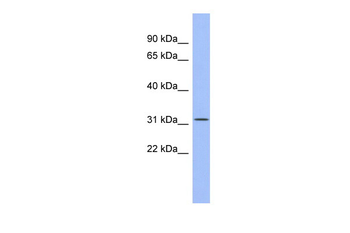 SPIB Rabbit Polyclonal Antibody