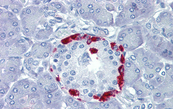 TEAD4 Rabbit Polyclonal Antibody
