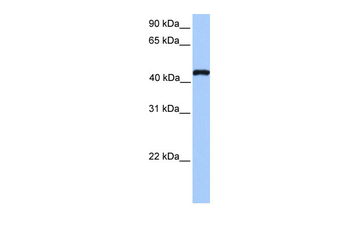 TEAD3 Rabbit Polyclonal Antibody