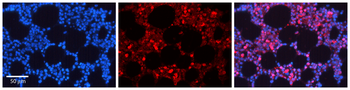 NFKB1 Rabbit Polyclonal Antibody