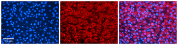 TANK Rabbit Polyclonal Antibody