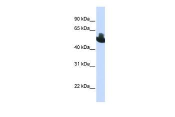 RUNX2 Rabbit Polyclonal Antibody