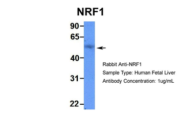 NRF1 Rabbit Polyclonal Antibody