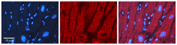 XBP1 Rabbit Polyclonal Antibody