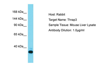 THRAP3 Rabbit Polyclonal Antibody