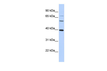 MAF Rabbit Polyclonal Antibody