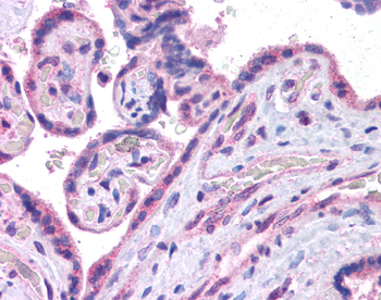 MAF Rabbit Polyclonal Antibody
