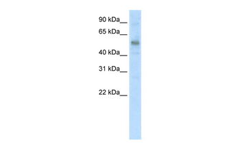 KLF10 Rabbit Polyclonal Antibody
