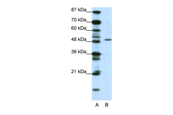 DPF2 Rabbit Polyclonal Antibody