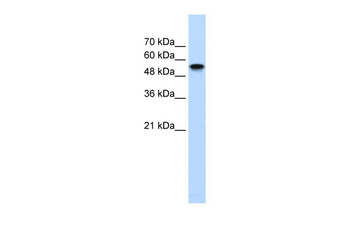 NR1H2 Rabbit Polyclonal Antibody