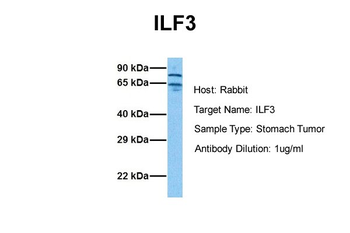 ILF3 Rabbit Polyclonal Antibody