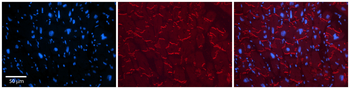 KEAP1 Rabbit Polyclonal Antibody