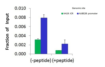 BRD4 Rabbit Polyclonal Antibody
