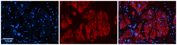 Zfr Rabbit Polyclonal Antibody