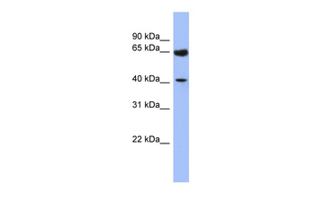 LASS2 Rabbit Polyclonal Antibody
