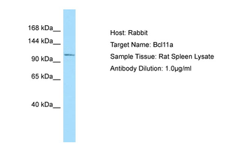 Bcl11a Rabbit Polyclonal Antibody