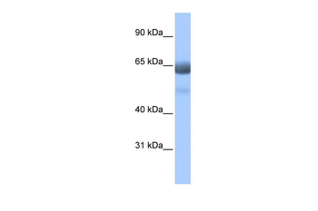 RFX4 Rabbit Polyclonal Antibody
