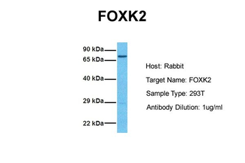FOXK2 Rabbit Polyclonal Antibody