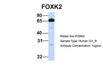 FOXK2 Rabbit Polyclonal Antibody