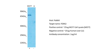 FOXK2 Rabbit Polyclonal Antibody