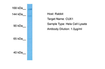 CUX1 Rabbit Polyclonal Antibody