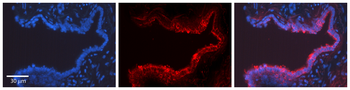 POU5F1 Rabbit Polyclonal Antibody