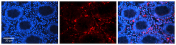 ACTB Rabbit Polyclonal Antibody