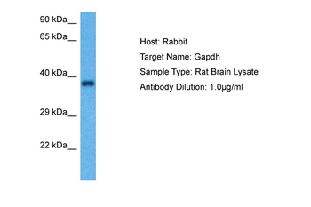 GAPDH Rabbit Polyclonal Antibody
