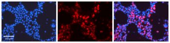 TUBB2A Rabbit Polyclonal Antibody