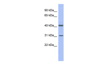 GAPDHS Rabbit Polyclonal Antibody