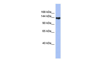 SYNJ2 Rabbit Polyclonal Antibody
