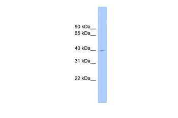 ELAVL2 Rabbit Polyclonal Antibody