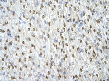 ILF3 Rabbit Polyclonal Antibody