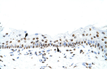 SFPQ Rabbit Polyclonal Antibody