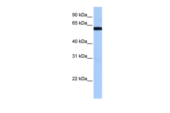 RBM14 Rabbit Polyclonal Antibody