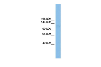 SF3B3 Rabbit Polyclonal Antibody
